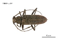 藏品(家天牛)的圖片